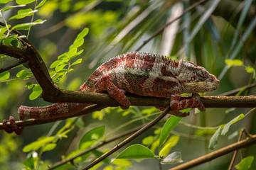 Chameleon with red white stripes on a tree