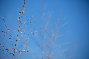 Dried Weeds