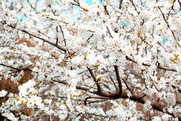 Spring trees are blooming