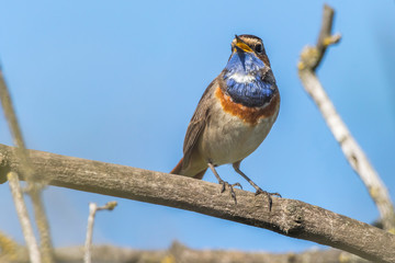 White-spotted bluethroat (Luscinia svecica)