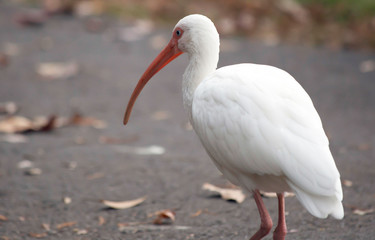 White Ibis