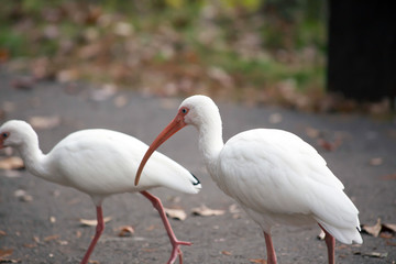 White Ibises