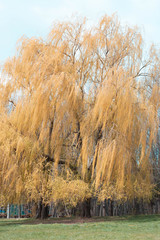 Fototapeta premium Great yellow willow