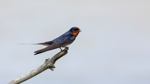 Rauchschwalbe auf einem d&uuml;nnen Ast frei sitzend