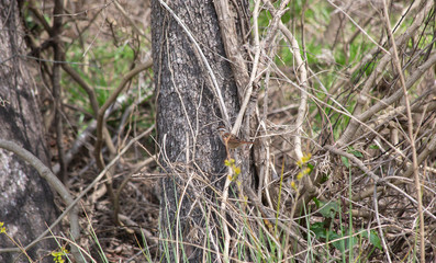 White-Thoated Sparrow
