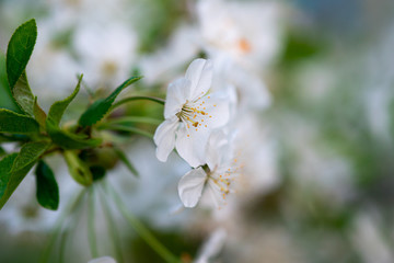 white cherry flowers on a branch close up