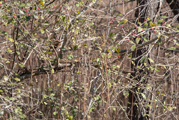 White-Thoated Sparrow