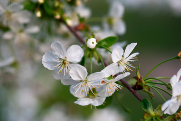 white cherry flowers on a branch close up