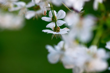 white cherry flowers on a branch close up