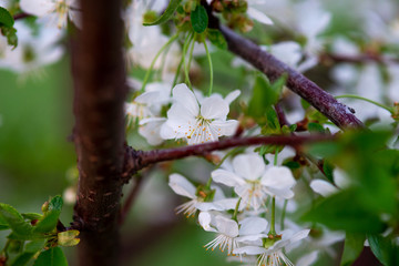 white cherry flowers on a branch close up
