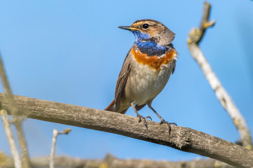 White-spotted bluethroat (Luscinia svecica)