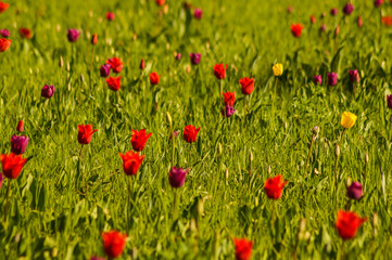 tulip field
