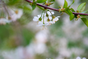 white cherry flowers on a branch close up