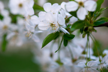 white cherry flowers on a branch close up