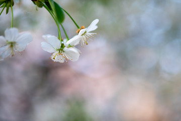 white cherry flowers on a branch close up