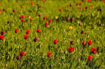 tulip field