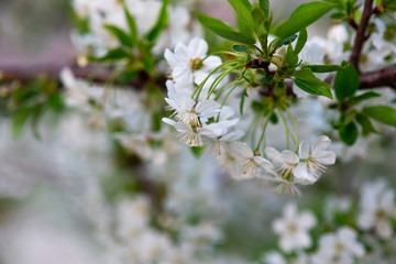 white cherry flowers on a branch close up
