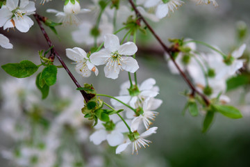 white cherry flowers on a branch close up