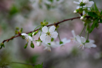 white cherry flowers on a branch close up