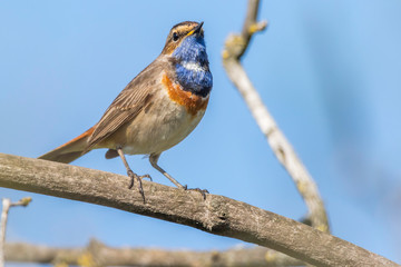 White-spotted bluethroat (Luscinia svecica)