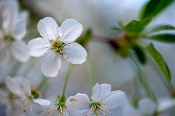 Obraz premium white cherry flowers on a branch close up