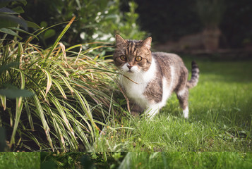 british shorthair cat is going to eat grass in the garden