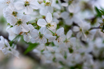 white cherry flowers on a branch close up