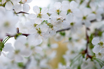 white cherry flowers on a branch close up