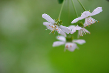 white cherry flowers on a branch close up