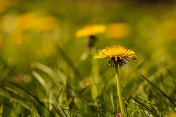 dandelion field 