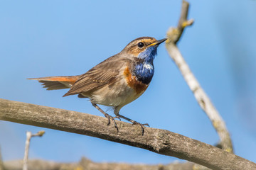 White-spotted bluethroat (Luscinia svecica)