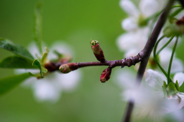 white cherry flowers on a branch close up