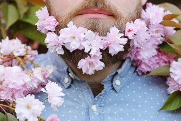 Skin care and hair care concept. Bearded male face peeking out of bloom of sakura. Hipster with sakura blossom in beard. Man with beard and mustache on happy face near tender pink flowers, close up.