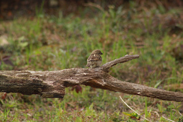 Small Bird in the Forest