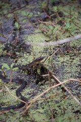 Yellow-Bellied Water Snake Swimming