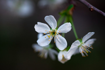 white cherry flowers on a branch close up