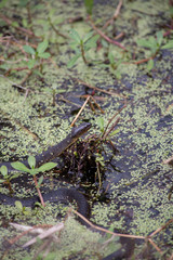 Yellow-Bellied Water Snake Swimming
