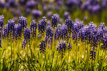 Obraz premium Muscari Armeniacum