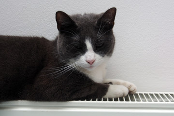 Katze auf Heizkörper