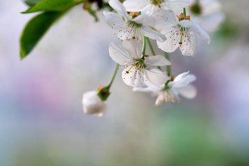 white cherry flowers on a branch close up