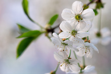 white cherry flowers on a branch close up