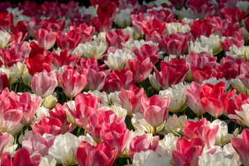 Brightly coloured tulips photographed in Keukenhof Gardens, Lisse, South Holland, Netherlands.