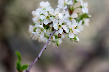 white cherry flowers on a branch close up