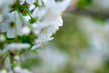 white cherry flowers on a branch close up