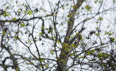 Yellow-Rumped Warbler