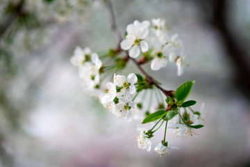 white cherry flowers on a branch close up
