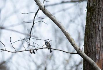 Fototapeta na wymiar Yellow-Rumped Warbler