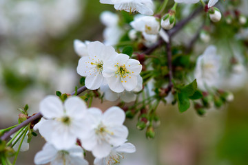 white cherry flowers on a branch close up