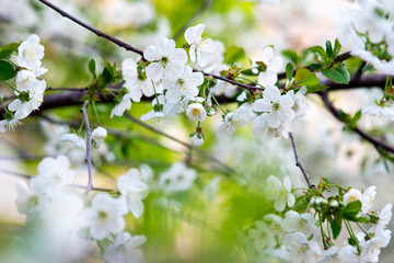 white cherry flowers on a branch close up