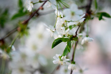 white cherry flowers on a branch close up